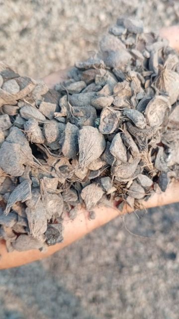 Palm Kernel Shell - Image 4