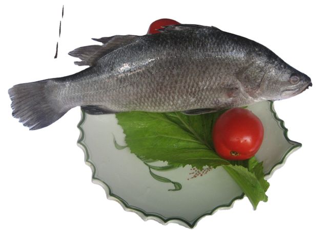 Cleaned Sea Bass Barramundi Whole Round/ Fillet With Internal Organs - Image 3
