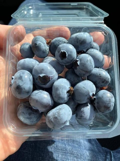 Top Quality FROZEN Blueberries for sale!! Class 1 export quality Frozen Blueberries from South Africa – product photo 3, product detail gallery