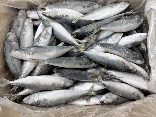 Frozen Atlantic Mackerel Fish Carefully Processed Marine Catch For Frozen Seafood Importers And Market Suppliers - Image 3
