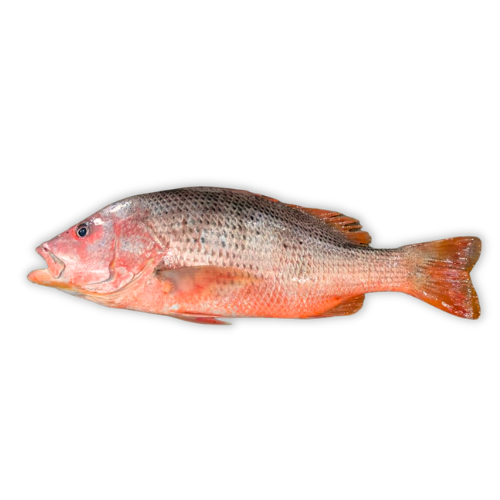 Fresh frozen whole Frozen Red snapper fish best wholesale price in market - Image 4