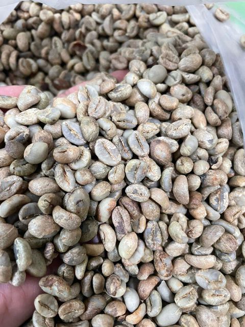 green beans Robusta - Image 1