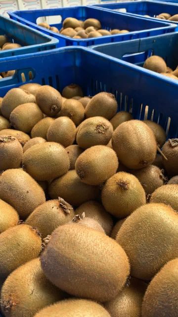 FRESH PREMIUM KIWIFRUIT FROM SOUTH AFRICA! CLASS 1 QUALITY! NEW CROPS EXCELLENT PACKING - Image 4