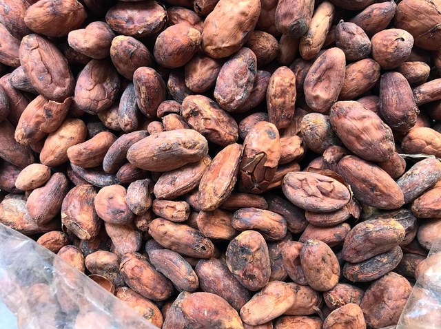 Premium Cocoa Excellence with Freshdi Premium Cocoa (Cacao) Beans - Image 3