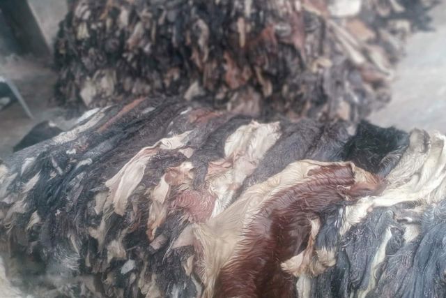 Best Quality Wet Salted & Dry Salted Donkey Hides Bulk Raw Animal Leather Skins for Tanning Manufacturing and Export - Image 4