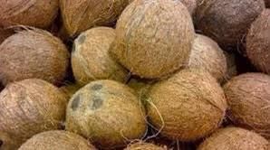 COCONUTS Origin Sri Lanka Maturity Well Matured Size Range 6" To 12" Girth Color Golden Brown And Light Brown Packaging Pp Bag, Net Bag Or Corrugated - Image 5