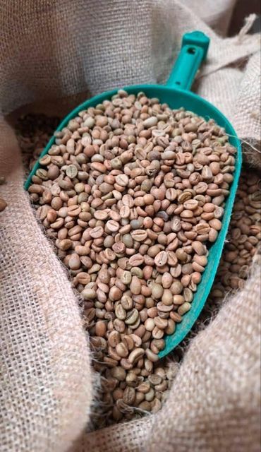New crop Arabica coffee beans/green coffee ROBUSTA COFFEE BEANS/ Robusta green coffee beans Export Quality - Image 4