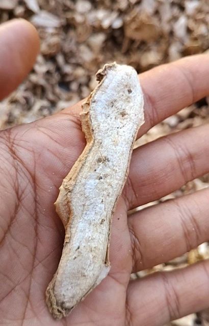 Dried ginger - Image 2