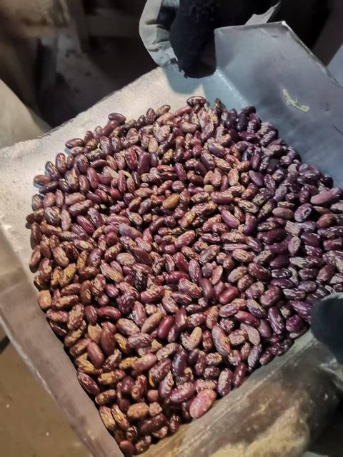 Premium Purple speckled kidney beans, Natural Dried Grade A Non-GMO High Protein Nutritious Beans - Image 2