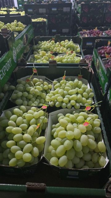 grapes fresh Type fresh Appearance Fresh Manufacturer Uzbekistan Shelf Life From Farm To Table Processing Method Freshly Picked - Image 1