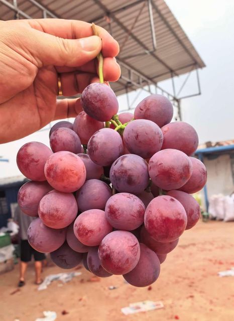 Chínese grape (shine muscat, red globe, black summer, crimson) - Image 3