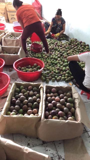 Vietnamese Passion fruit fresh has a mild sour taste, rich vitamin C and is exported to EU, ASIA, US and other markets - Image 5