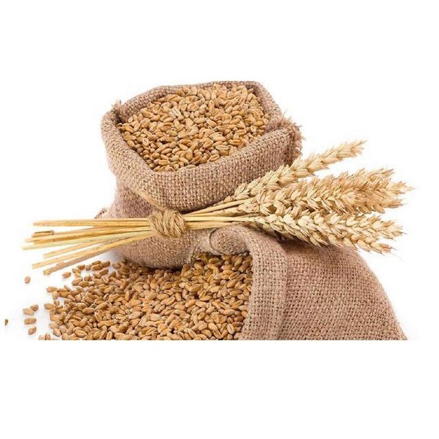 Premium Wheat Grains For Export - Image 3