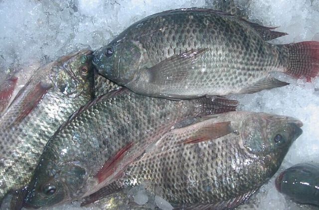 GLOBAL SEAFOOD SUPPLIERS: BLACK TILAPIA WHOLE ROUND FOR YOUR INTERNATIONAL MARKETS - Image 4