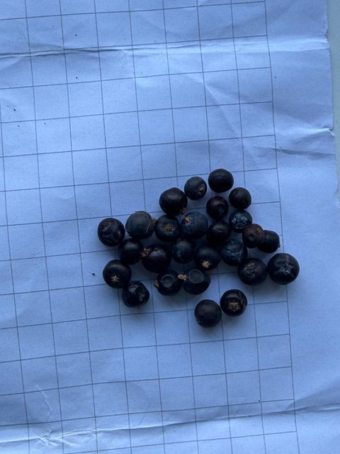 Elderberry, nettle leaves, rosehips, Sage leaves etc. - Image 1