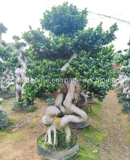 Odd Roots Ficus Live Ficus Plant - Image 6