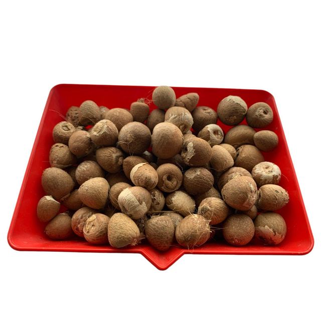 Selected Organic Betel Nuts Harvested In Tropical Farms With Clean Drying Methods For Bulk Import - Image 4