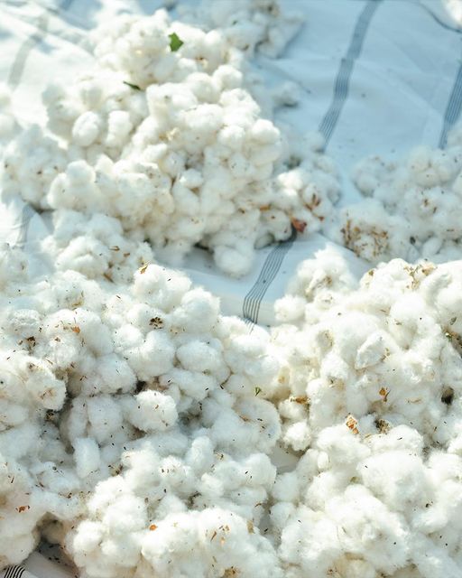 High Quality Organic Raw Cotton Supplier at Latest Discounted Price on Bulk Order - Image 2