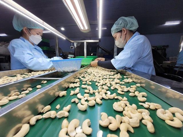 cashew nuts – product photo 3, product detail gallery