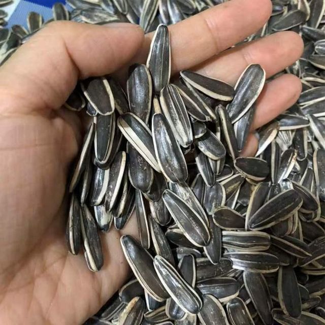Quality Sunflower Seeds available - Image 2
