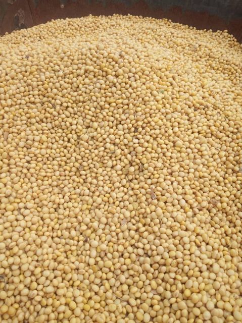Premium Non-GMO Soybean-High Quality Organic and safe Soy Beans For Food and Feed - Image 1
