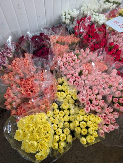 Carnations Fresh cut premium colombian 75cm + select fancy - Image 2