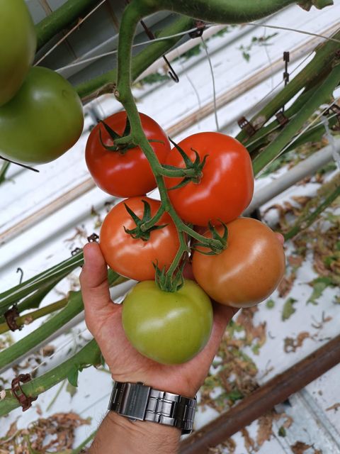 tomato Supplier Application - Climbo Cluster Tomato (GlobalGAP, BRC IFS, Good Agriculture, GRASP Certified) - Image 1