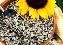 Sunflower Seed - Image 1