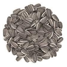 Sunflower Seed - Image 2