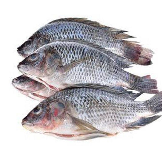 Frozen Whole Tilapia Fish Fresh Red Black Tilapia Grade A Flavor Mild Texture Tender Max. Moisture (%) 5 Type Frozen tilapia fish - Image 1