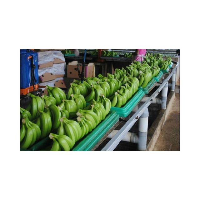 Fresh Green Cavendish Bananas Green Tanzania Banana Suppliers Tanzania Fresh Bananas for Export Fresh Frozen Fruit - Image 3