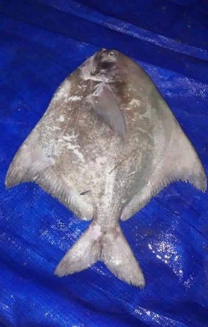 Fresh Chilled Chines pomfret Payment Terms LC & TT Shipping Method By Air - Image 1