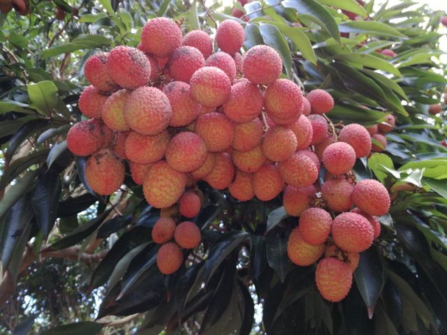 lychee Origin Mauritius Minimum Order 500 Kg Storage Temperature 1 - 2 Degrees C Packaging 5 Kg/carton - 96 Cartons In One - Image 2