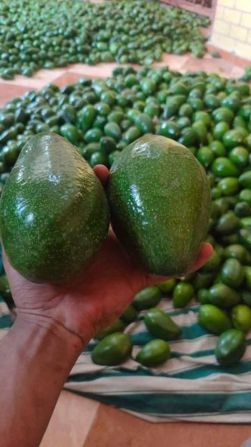 Avocado Fuerte - Image 3