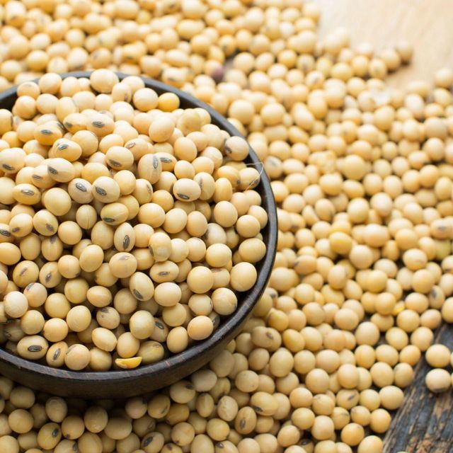 Premium Soybean Seed Supply With Advanced Cleaning System Supporting Global Distribution Soybean Seed Orders - Image 4