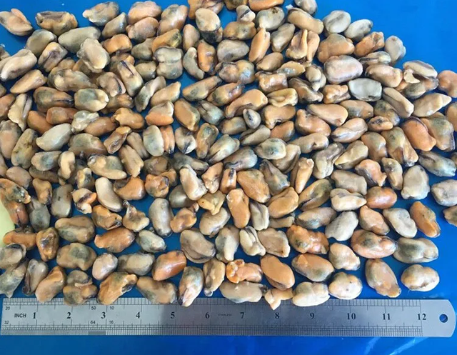 Hot Sale Chinese Seafood Boiled Frozen Mussel Meat with shell or half shell or without shell - Image 3