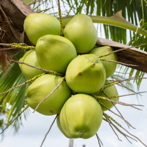 Green Coconut – product photo 2, product detail gallery