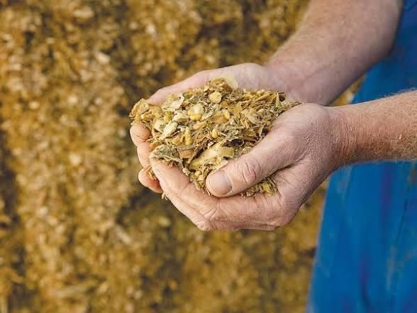 Corn Silage – product photo 3, product detail gallery