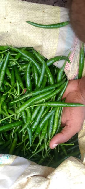 G4 Green Chilli – product photo 3, product detail gallery