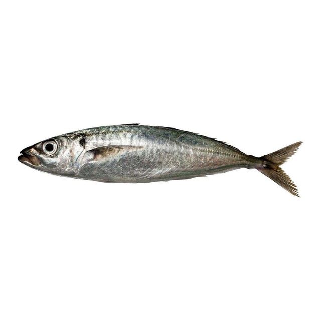 Wholesale frozen horse mackerel bulk supply premium quality available - Image 4