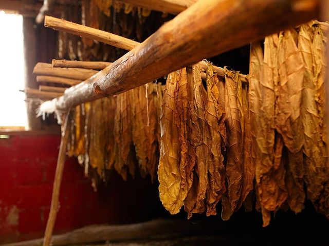 Premium Natural Tobacco Leaf Grades T1, T2, and T3 - Image 3