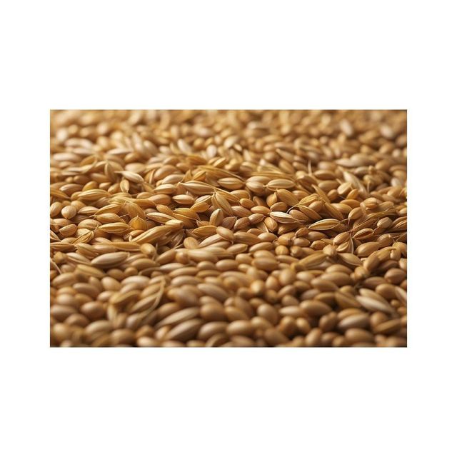 Barley seeds supplied in bulk quantity with factory price and quick dispatch - Image 4