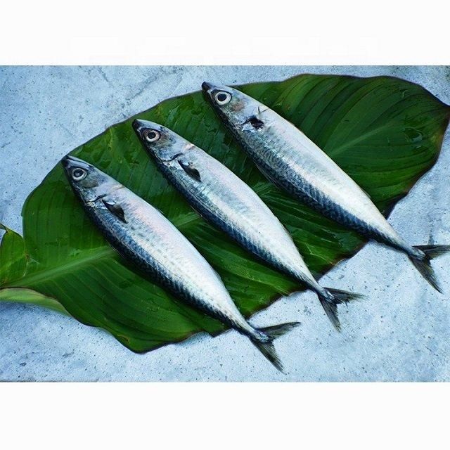 Hot Sale Whole Round Frozen Pacific Mackerel Block Bulk Packaging 10Kg Grade a 2 Year Shelf Life - Image 5