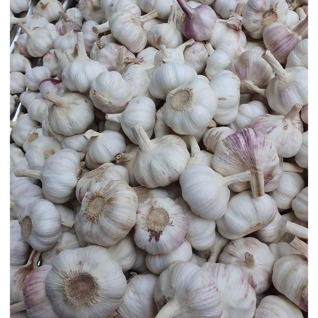 Premium Fresh Bulbs For Export Supply Normal White Garlic With Clean Packing And Reliable Wholesale Delivery - Image 3