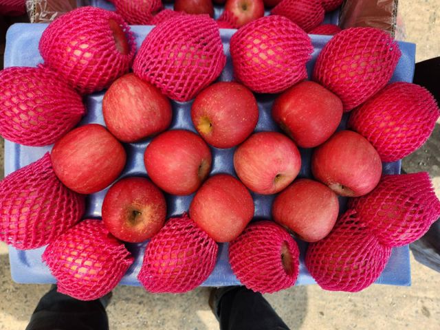 Fresh Fuji Apples For Sale Price - Image 3
