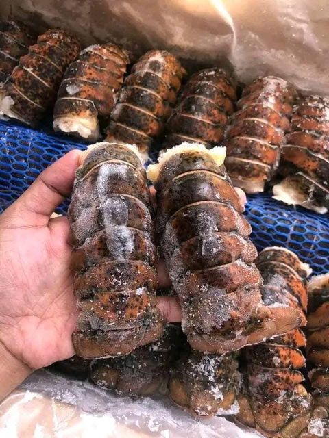 Lobster Grade Aa Size 41/50 Certification Haccp Certified Storage Temperature –14°c Or Below Custom Packaging Available Upon - Image 1
