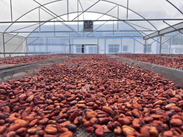 Cocoa Beans - Image 1