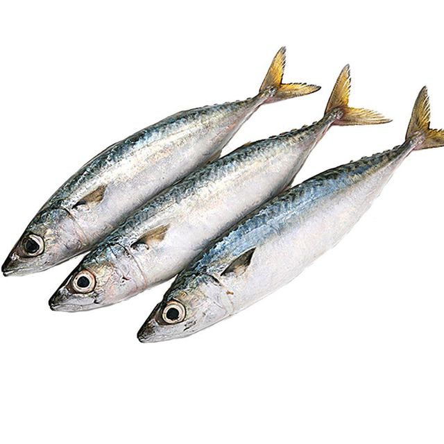 Fast Delivery Atlantic Mackerel Fish Frozen Whole Catch Premium Quality Buy Direct From Source Wholesale - Image 2