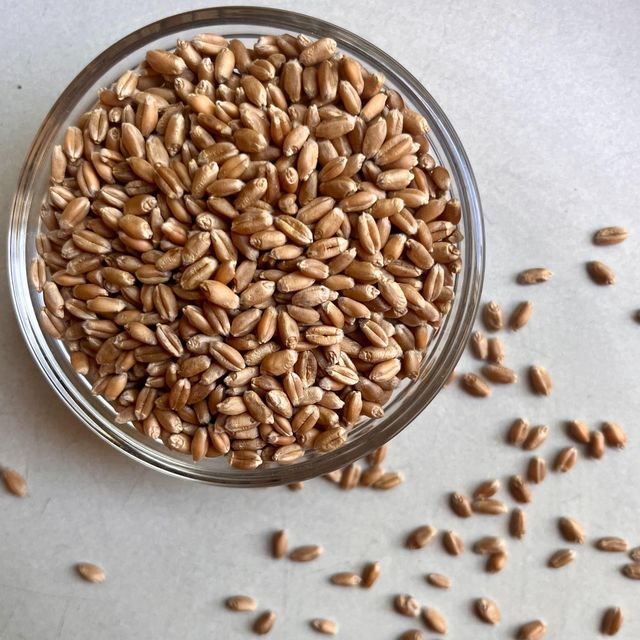 Premium Quality Durum Wheat Rich In Protein And Fiber Fresh And Natural Wheat Perfect For Wholesale Buyers Worldwide - Image 3