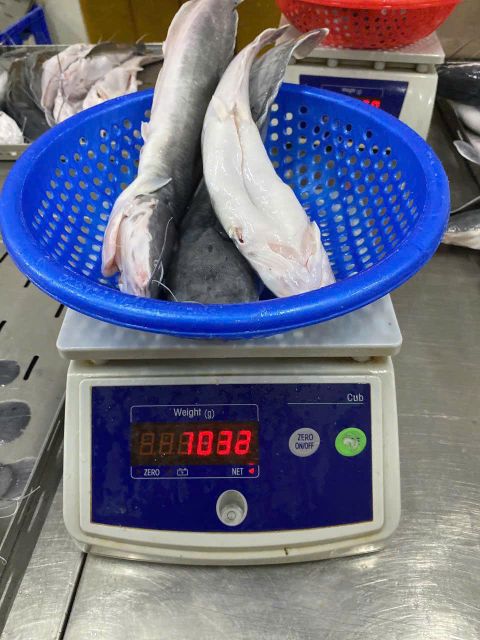 Walking Catfish Form Frozen Origin Vietnam Freshness Level Frozen Packing Size 10kgs Bulks Catch Method Aquaculture, Wild-Caught - Image 1
